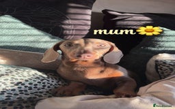 Miniature Dachshund dogs for sale: Kc registered  miniature dachshund puppies - Image 9