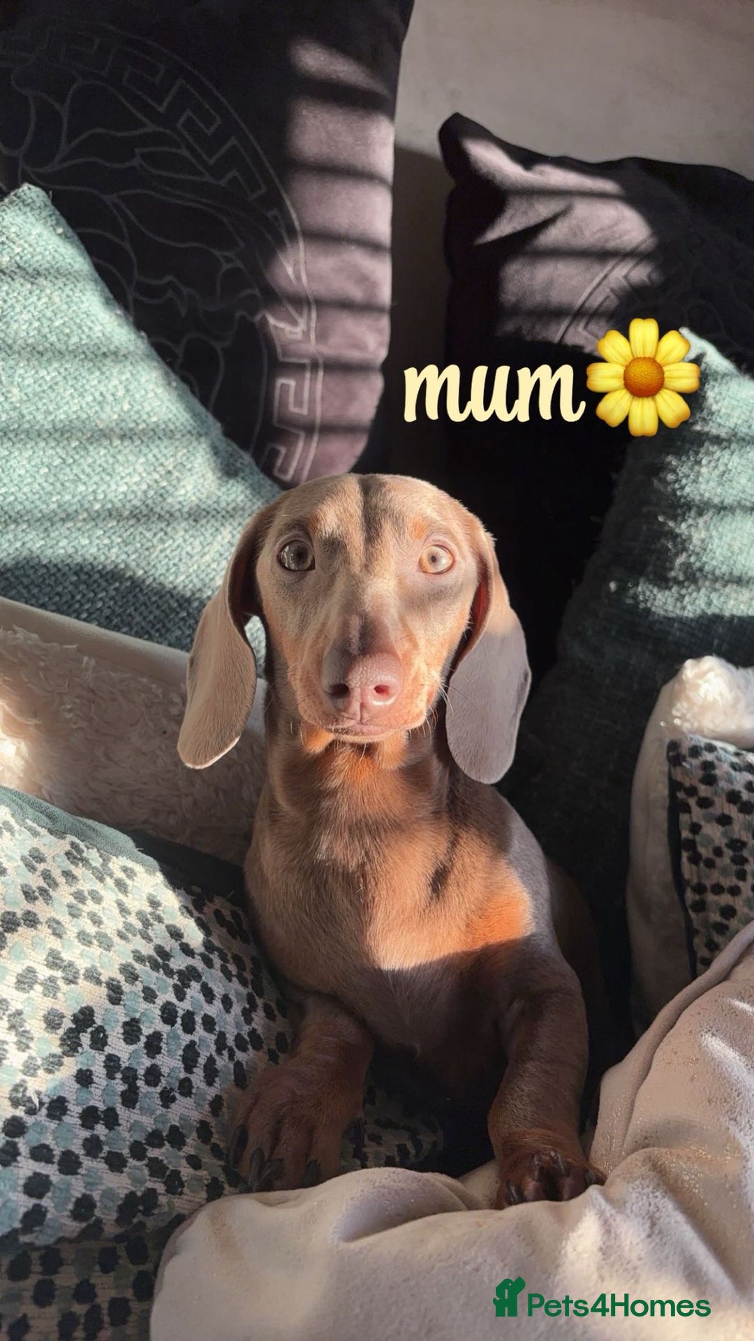 Miniature Dachshund dogs for sale: Kc registered  miniature dachshund puppies - Image 9