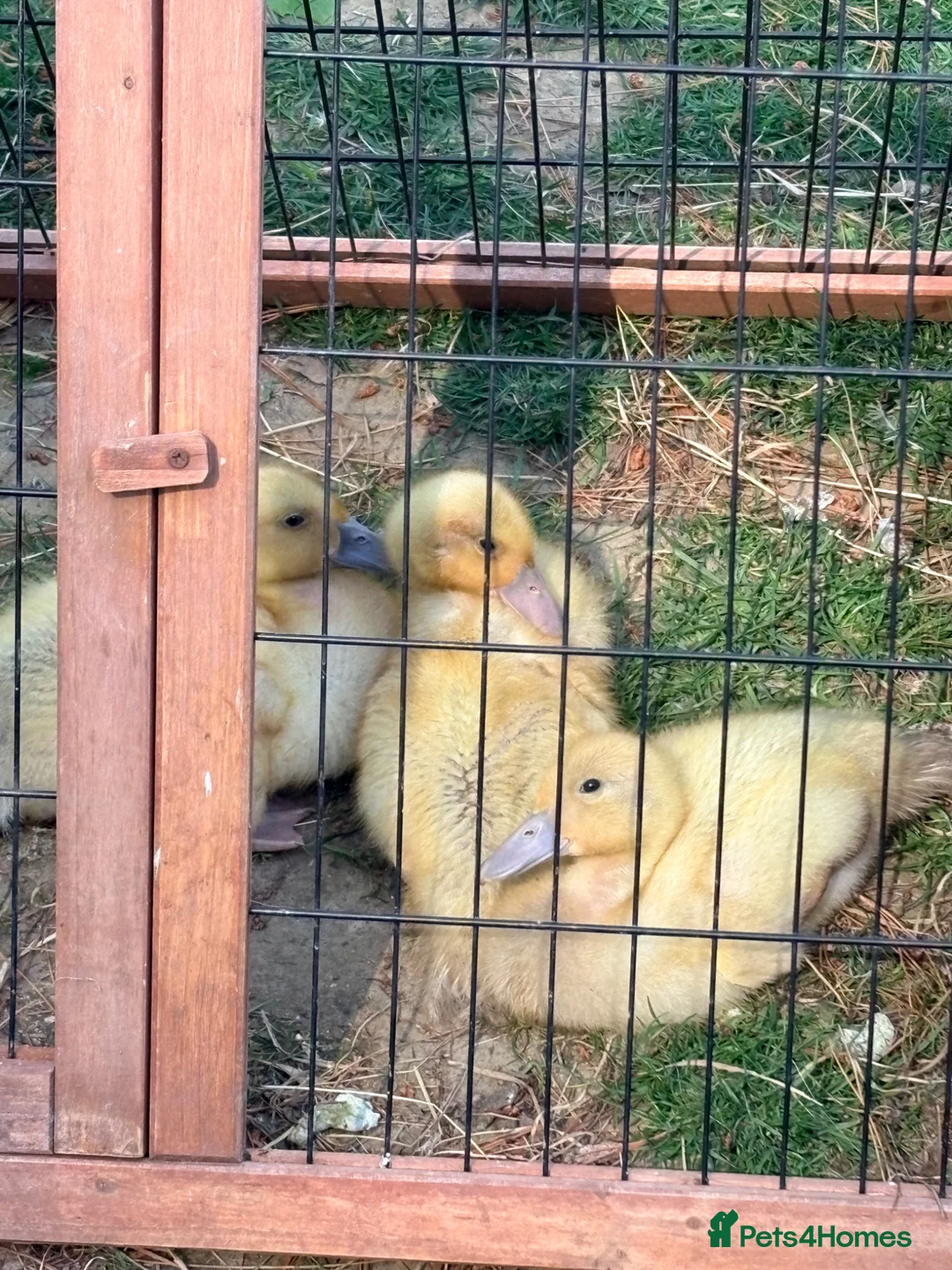 Ducks poultry for sale: Welsh Harlequin Ducklings - 3 weeks old  - Advert 1