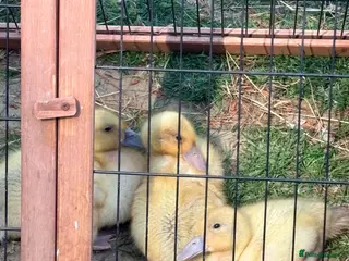 Ducks poultry Welsh Harlequin Ducklings - 3 weeks old - Advert 3