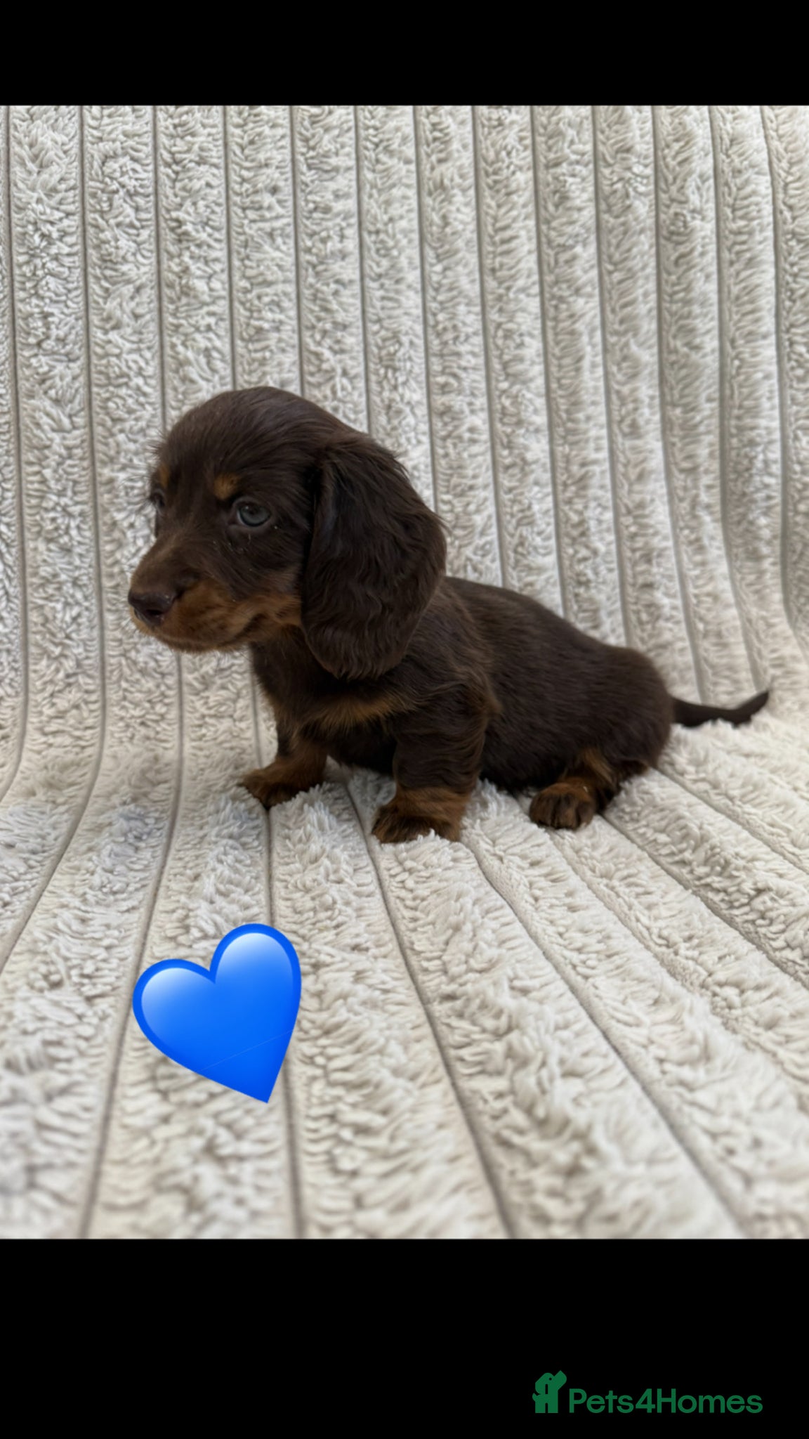 Miniature Dachshund dogs Quality long hair minature dachshund looking 🏡 - Advert 2