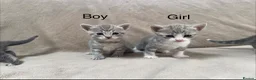 Mixed Breed cats for sale: Gorgeous Kittens Looking for Their Forever Homes - Advert 2