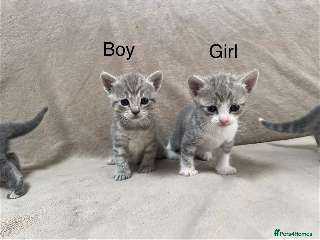 Mixed Breed cats for sale: Gorgeous Kittens Looking for Their Forever Homes - Advert 2