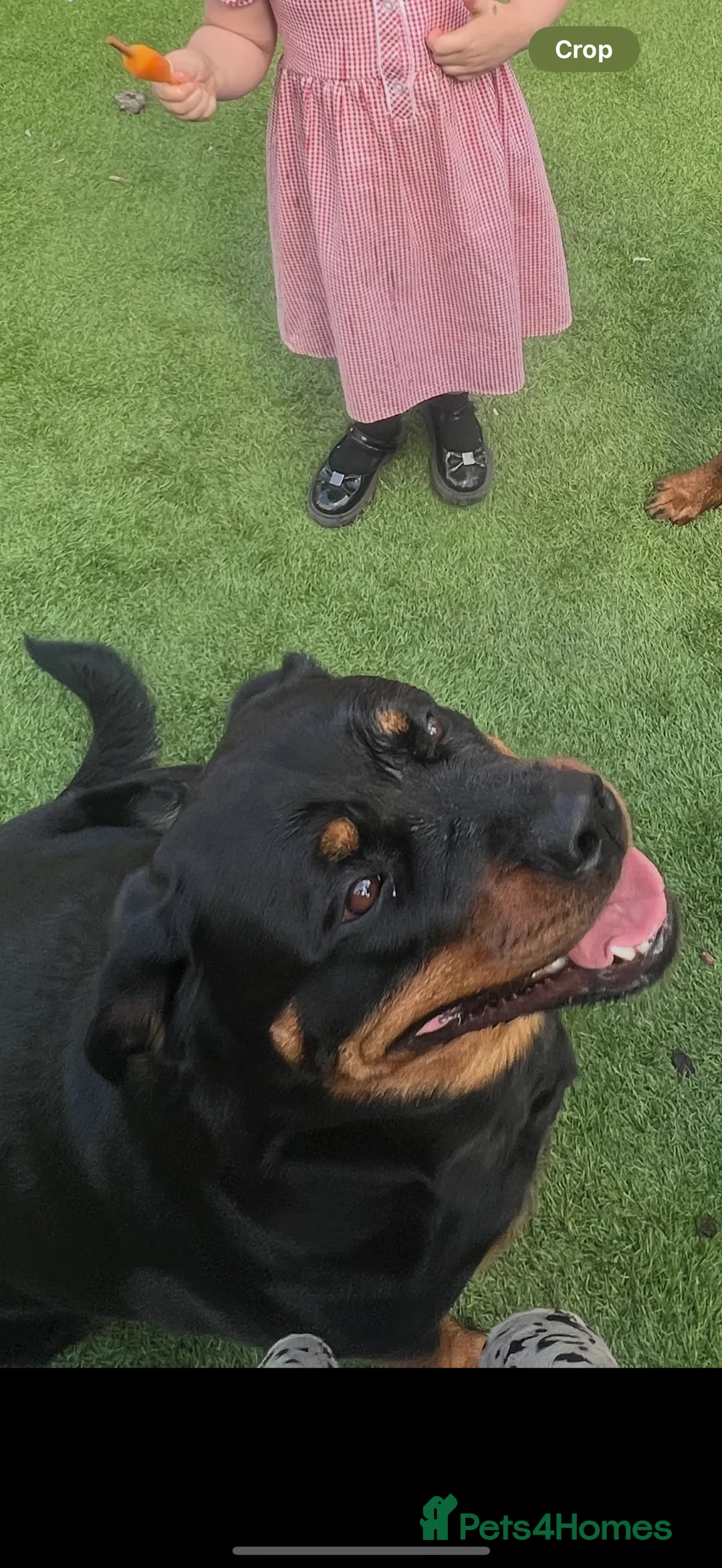 Rottweiler dogs for sale: 2 1/2year old Rottweiler female  - Advert 1