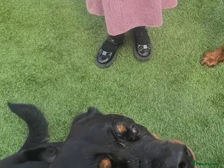 Rottweiler dogs 2 1/2year old Rottweiler female - Advert 1