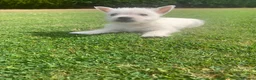 West Highland Terrier dogs for sale: 2 Westie Boys  - Advert 10