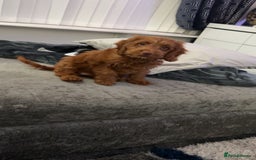Cockapoo dogs for sale: Red cockerpoo female  - Image 1