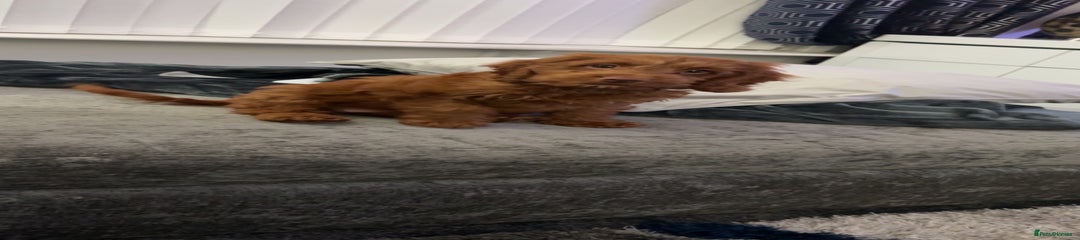 Cockapoo Puppy 1