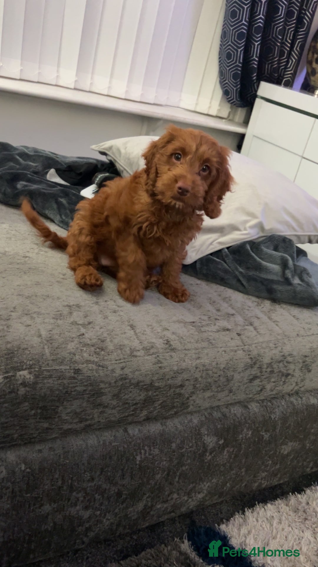 Cockapoo dogs for sale: Red cockerpoo female  - Image 1