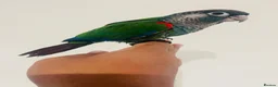 Conures birds for sale: Hand reared conures for sale  - Advert 10