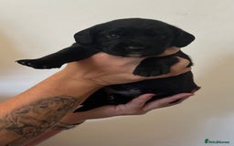 Springador dogs for sale: Springerdor puppies  - Image 4