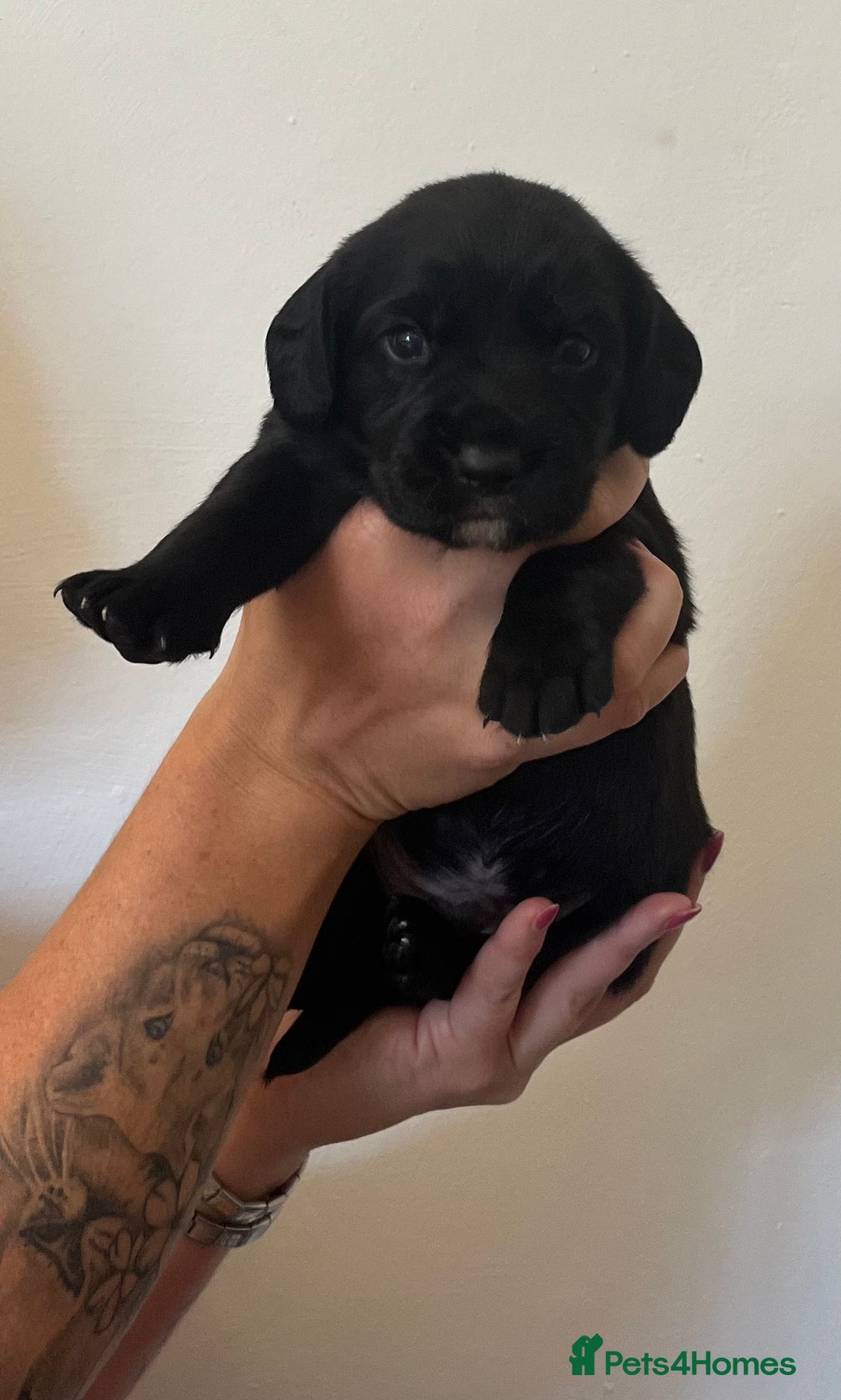Springador dogs for sale: Springerdor puppies  - Image 4