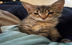 Mixed Breed cats for sale: Mixed breed kittens - Image 13