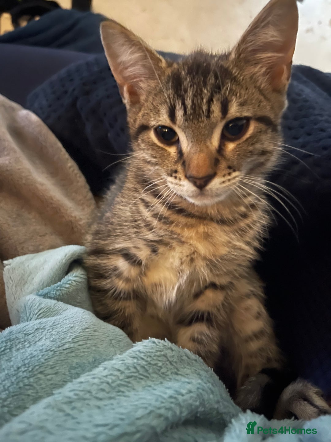 Mixed Breed cats for sale: Mixed breed kittens - Image 13