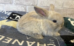 Mini Lop rabbits for sale: Two different litters of rabbits - Image 9