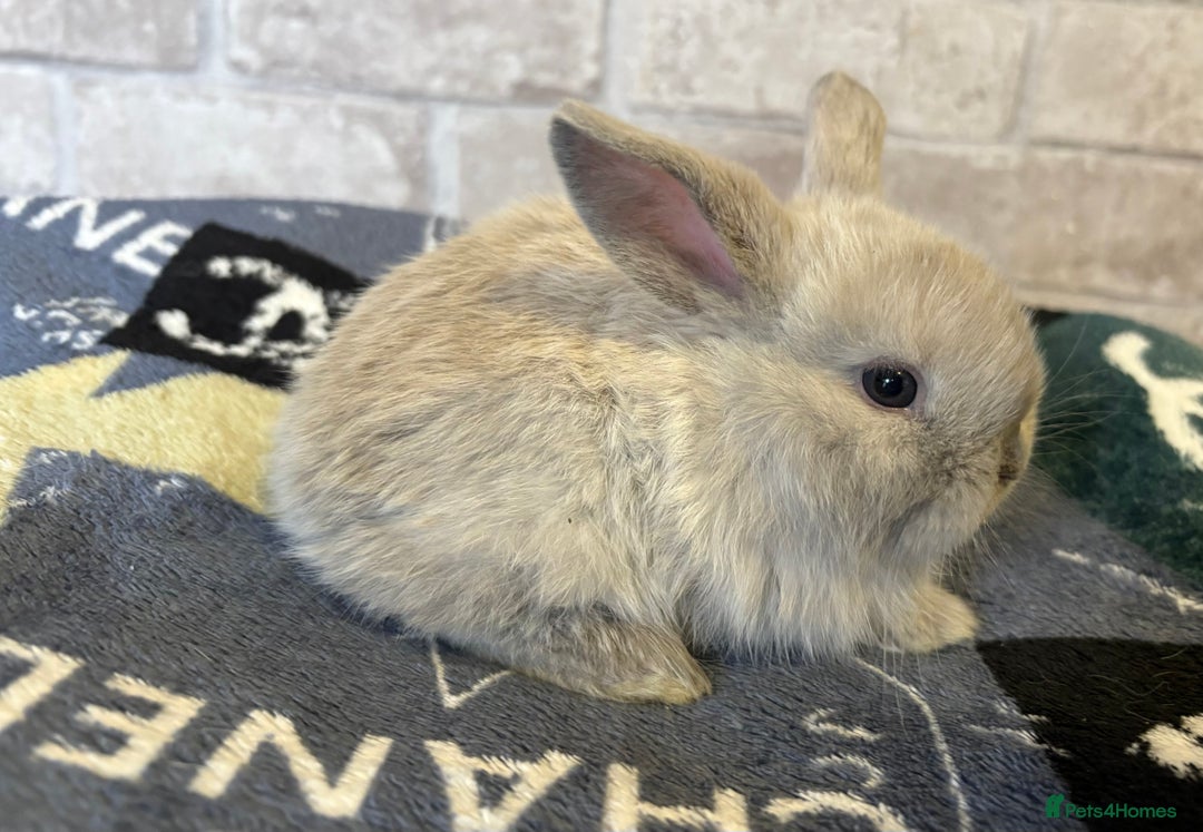 Mini Lop rabbits for sale: Two different litters of rabbits - Image 9