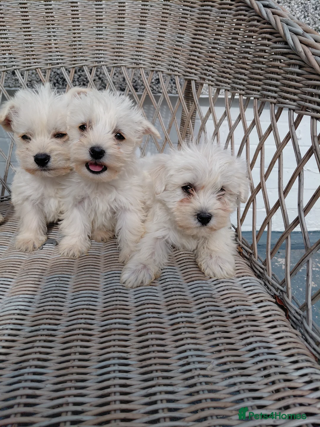 Westiepoo dogs for sale: Westiepoo puppies in Llanelli - Advert 6