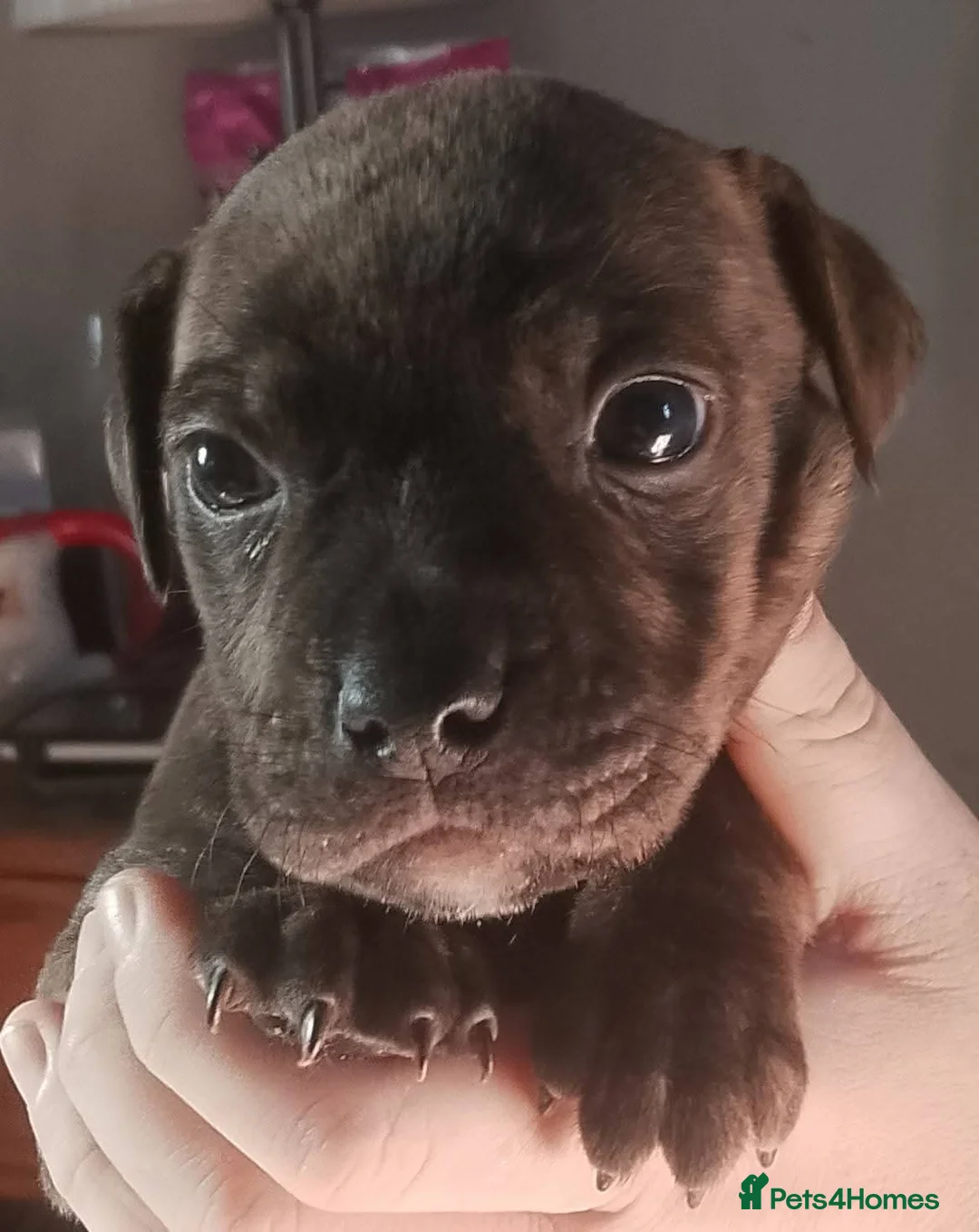 Mixed Breed dogs for sale: Beautiful litter of American Bulldogs x staffys.  in Chesterfield - Advert 11