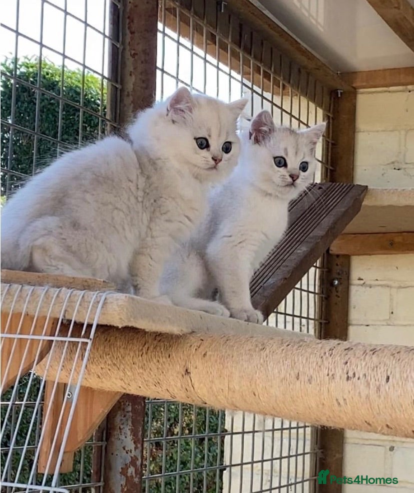 British Shorthair cats BEAUTIFUL BLH & BSH FEMALE KITTENS  - Advert 1