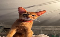 Abyssinian cats for sale: Abyssinian kittens looking for their new home - Image 24