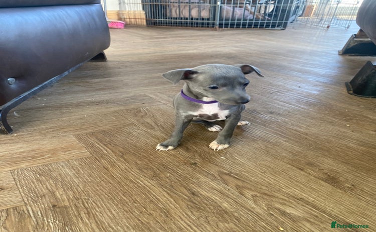 Italian Greyhound dogs ONE BITCH PUPPY LEFT KC Registered  - Advert 6