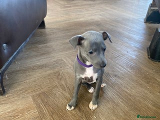 Italian Greyhound dogs ONE BITCH PUPPY LEFT KC Registered - Advert 9