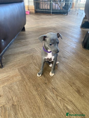 Italian Greyhound dogs ONE BITCH PUPPY LEFT KC Registered - Advert 4