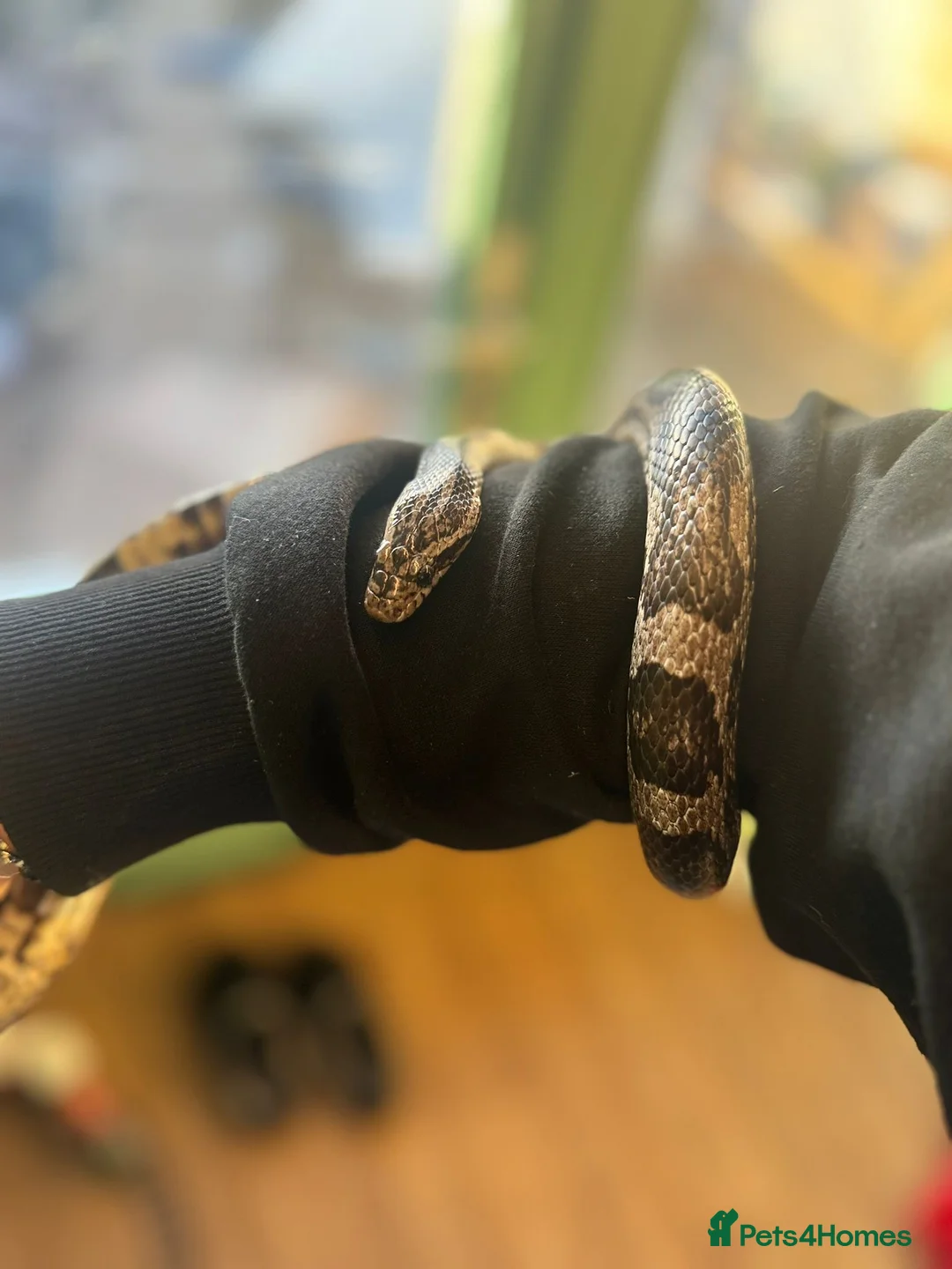 Python Snake reptiles for sale: Royal python  - Advert 3