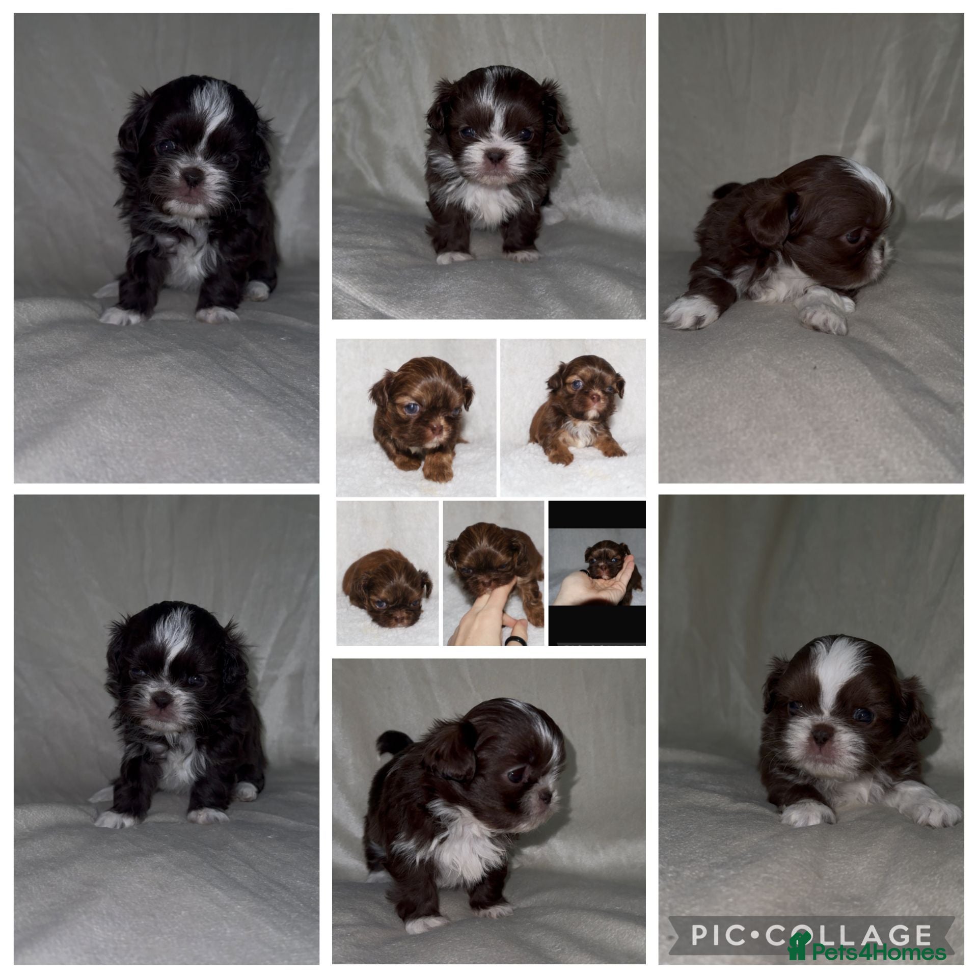 Shih Tzu dogs 🍫 KC CHOC IMPERIAL SHIH TZU PUPPIES 🍫 - Advert 15