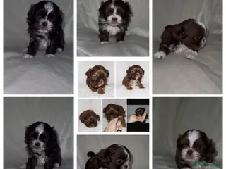Shih Tzu dogs 🍫 KC CHOC IMPERIAL SHIH TZU PUPPIES 🍫 - Advert 15