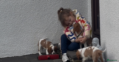 Cavalier King Charles Spaniel dogs Cavalier King Charles  - Advert 12