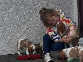 Cavalier King Charles Spaniel dogs Cavalier King Charles - Advert 15