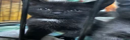 Domestic Shorthair cats for sale: 5 Beautiful kittens, READY TO GO!  - Advert 25