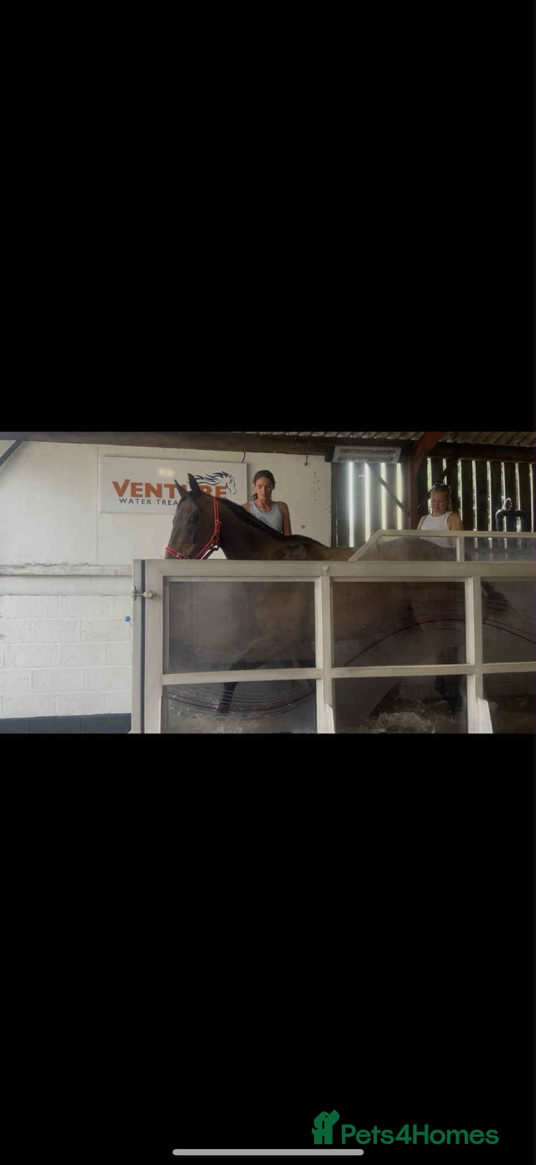 English Thoroughbred horses for sale: Remny - Teenagers fun project  - Image 9
