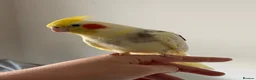 Conures birds for sale: Green Cheek Conure & 3 Cockatiels - Advert 3