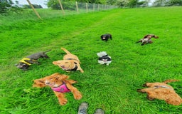 Labrador Retriever dogs for sale: My boy Lenny  - Image 26