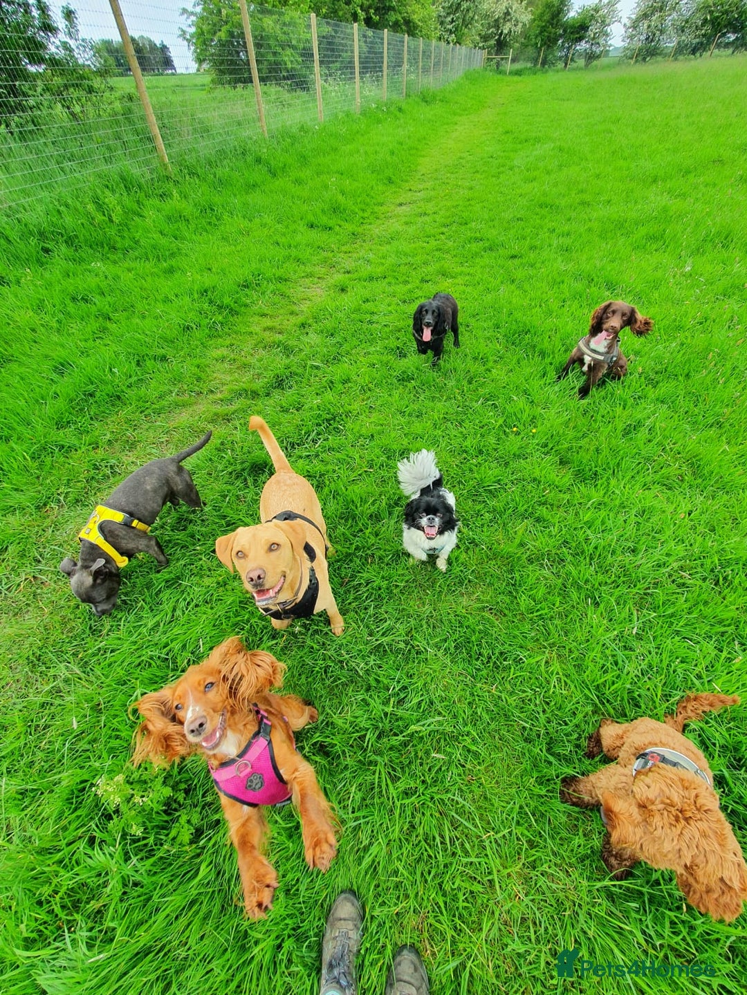 Labrador Retriever dogs for sale: My boy Lenny  - Image 26