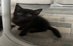 Mixed Breed cats for sale: 4 beautiful kittens - Image 7