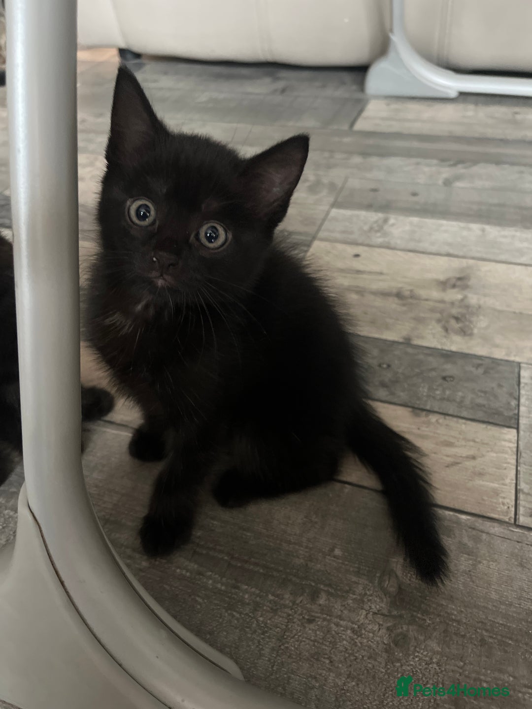 Mixed Breed cats for sale: 4 beautiful kittens - Image 7