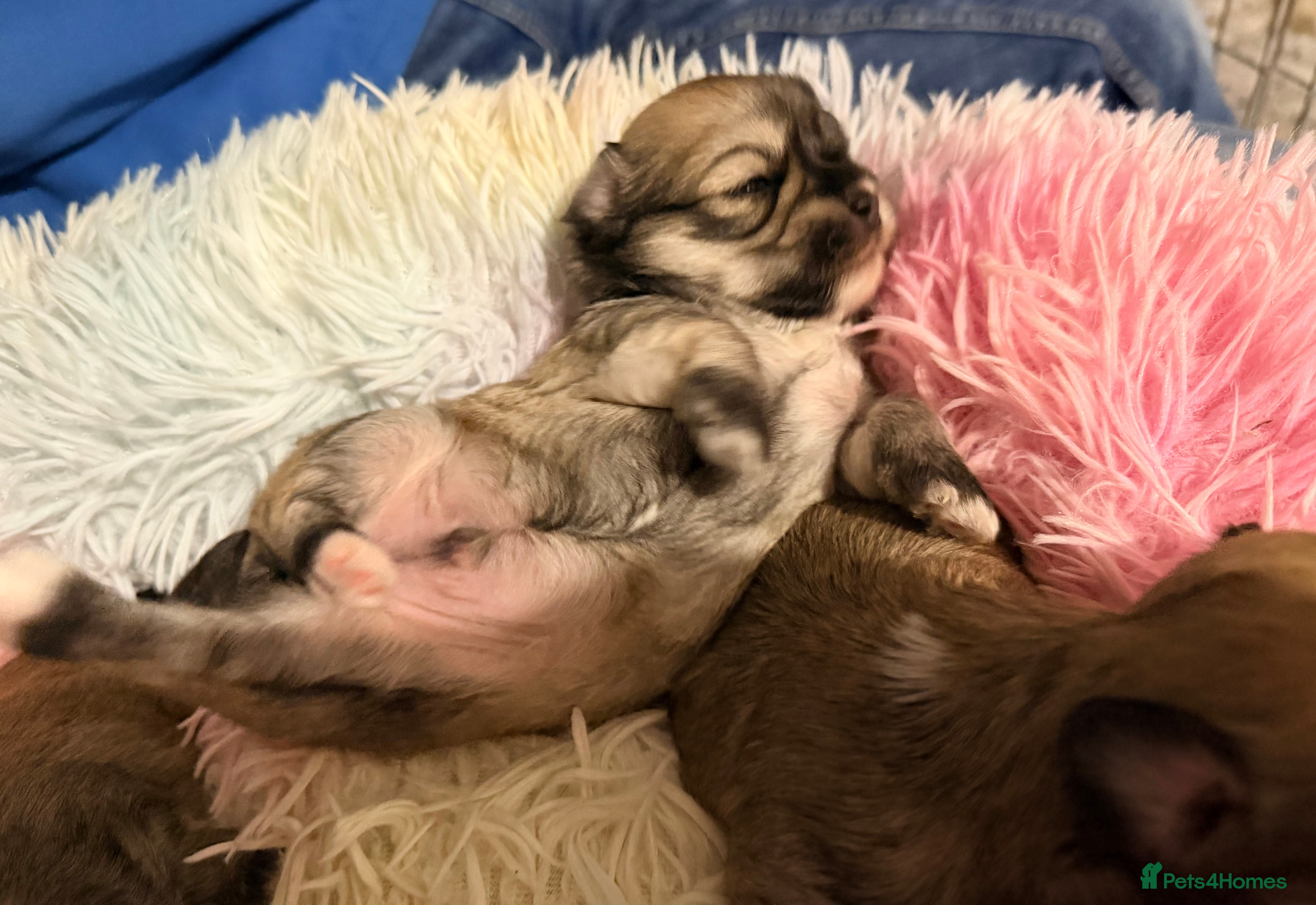 Mixed Breed dogs Fluffy teddy bear Malchi  - Advert 7