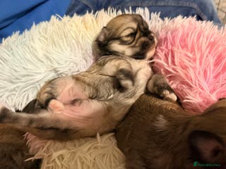 Mixed Breed dogs Fluffy teddy bear Malchi - Advert 17