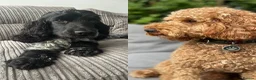 Cockapoo dogs for sale: F1 Cockapoo puppies (from health tested parents) - Advert 1