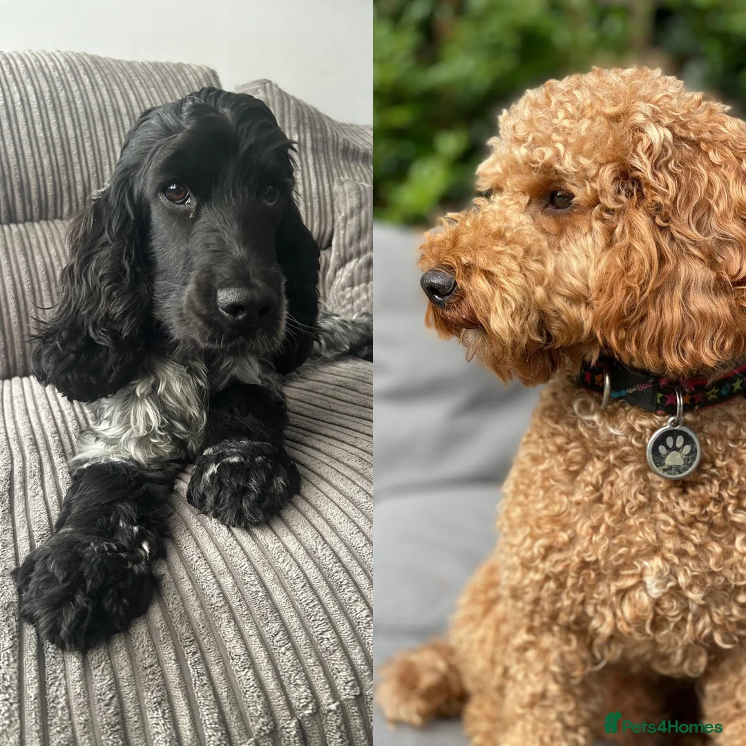 Cockapoo dogs for sale: F1 Cockapoo puppies (from health tested parents) - Advert 1