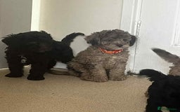 Cockapoo dogs for sale: BEAUTIFUL COCKAPOO PUPPIES LOOKING FOR LOVING HOME - Image 12
