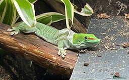Gecko reptiles for sale: Madagascan giant day geckos with vivarium - Advert 14