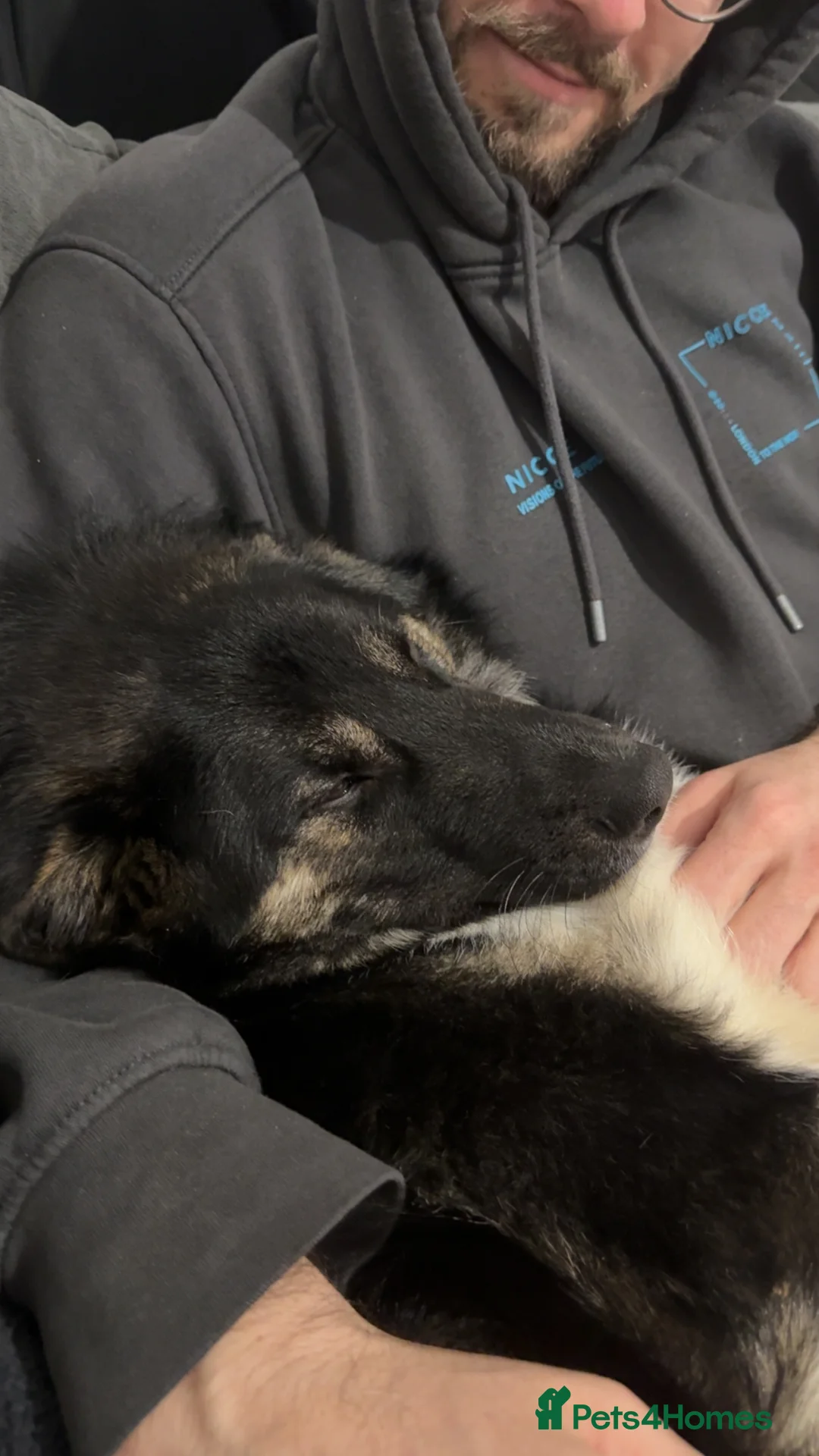 Mixed Breed dogs for sale: Beautiful Barney! - Advert 12