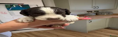 English Springer Spaniel 3