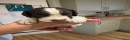 English Springer Spaniel dogs for sale: KC Registered English Springer Spaniel Puppies  - Advert 21