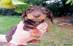 Miniature Dachshund dogs for sale: Beautiful litter of 6 true to type miniature pups. - Image 10