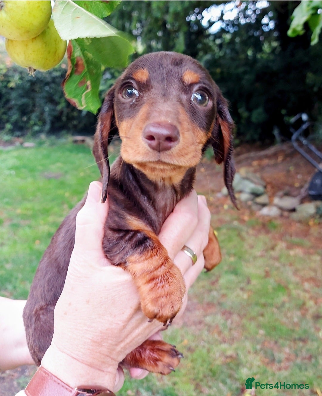 Miniature Dachshund dogs for sale: Beautiful litter of 6 true to type miniature pups. - Image 10